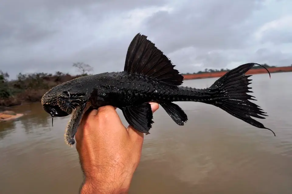 Pleco Lira