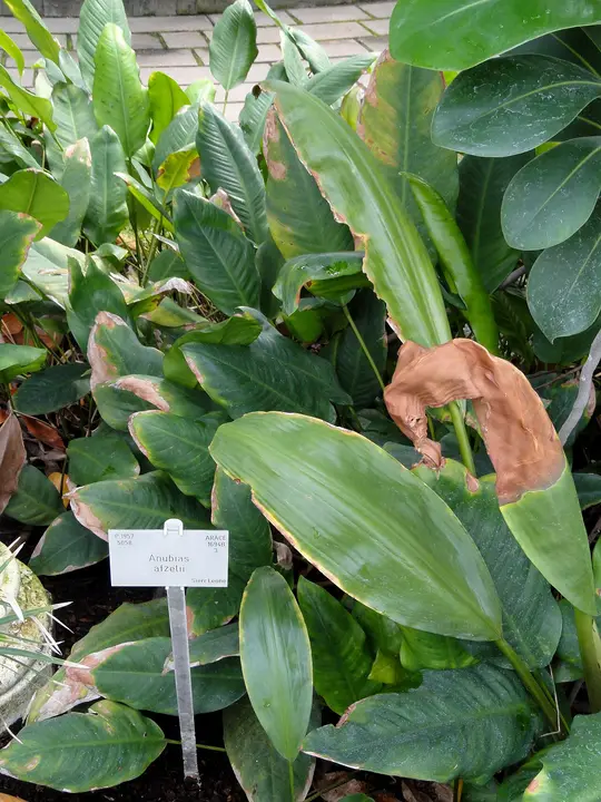 Anubias Afzelii
