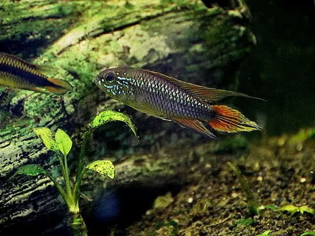Apistogramma de Agassiz