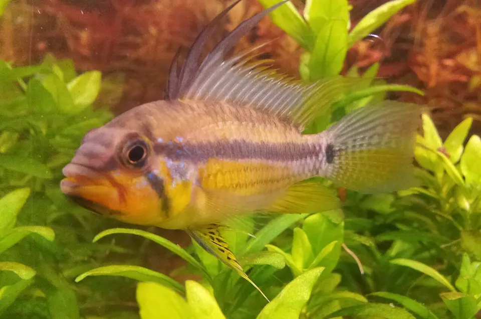 Apistogramma Allpahuayo