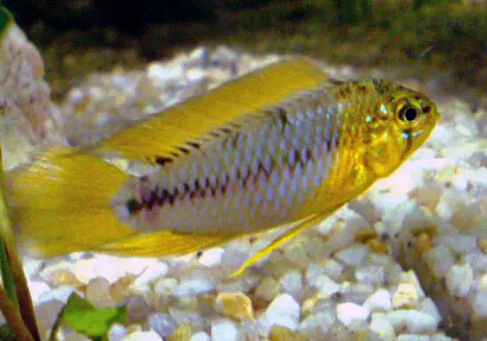 Apistogramma de Borelli