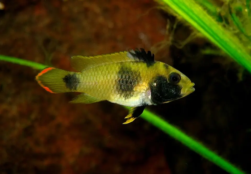 Apistogramma Nijsseni