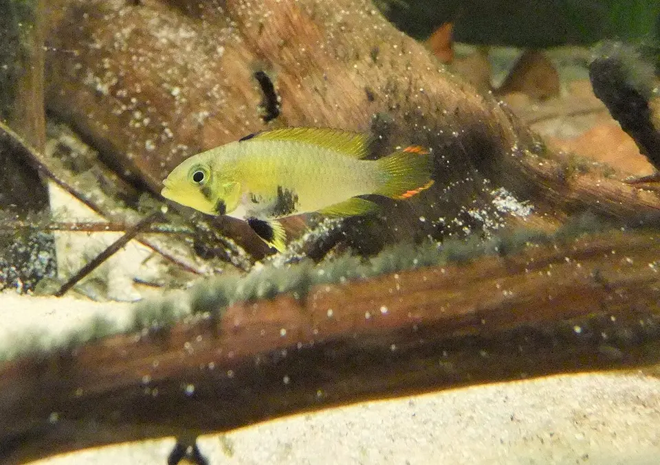 Apistogramma Panduro