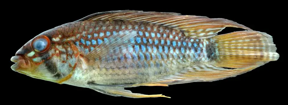 Apistogramma Steindachneri