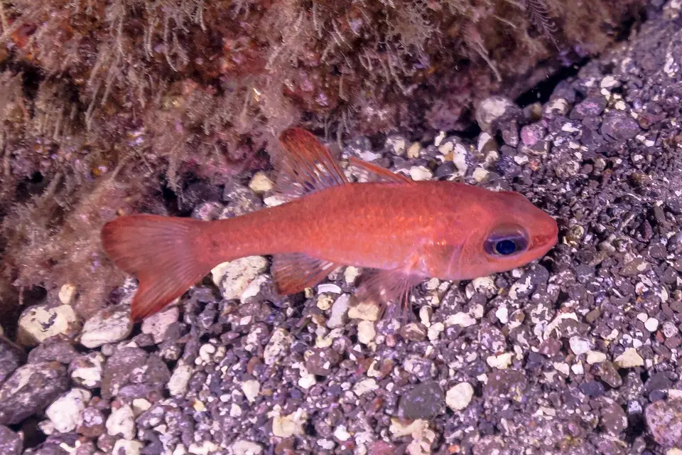 Rey de Salmonetes