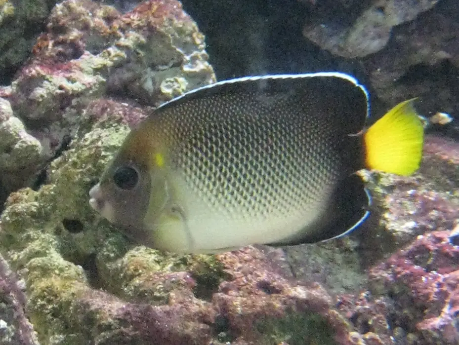 Yellow-tailed Angel