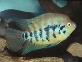 Cíclido Centrarchus
