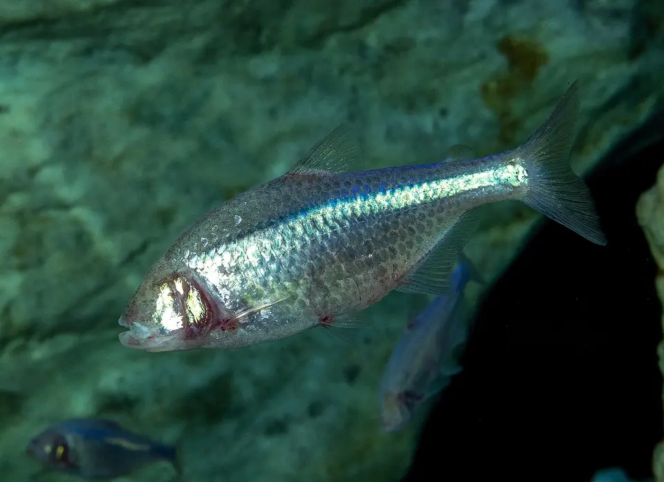Tetra Ciego