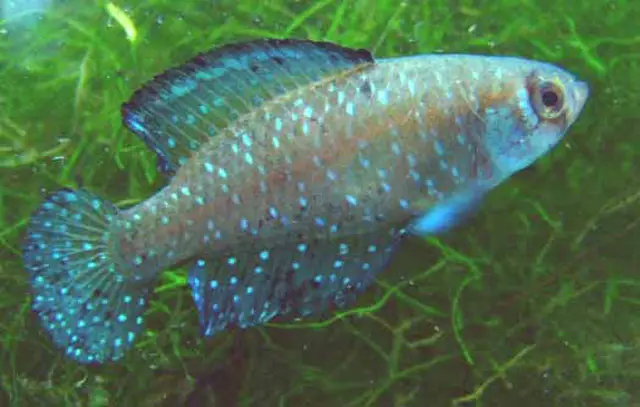 Austrolebias Nigripinnis
