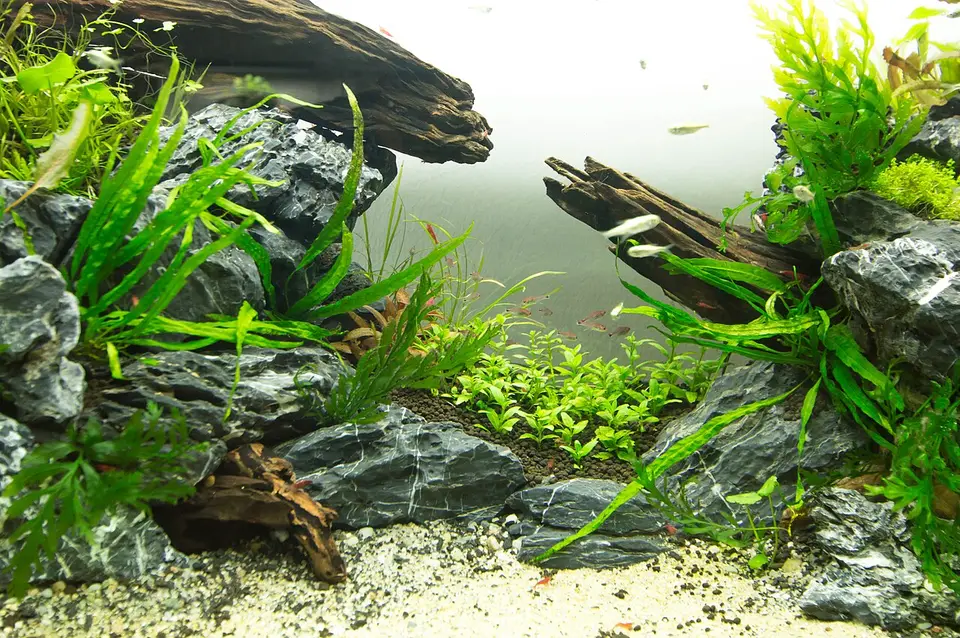 Ruby Tetra