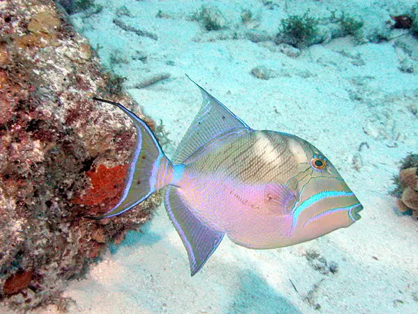 Pez Ballesta Reina