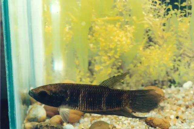 Betta Pi