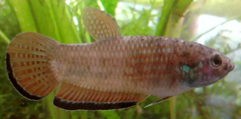 Betta Simplex