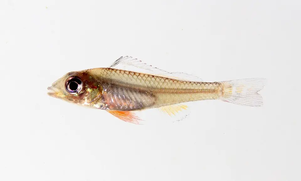 Biotoecus