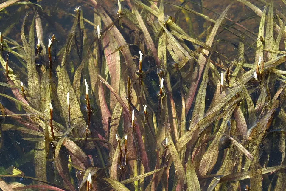 Blyxa Aubertii