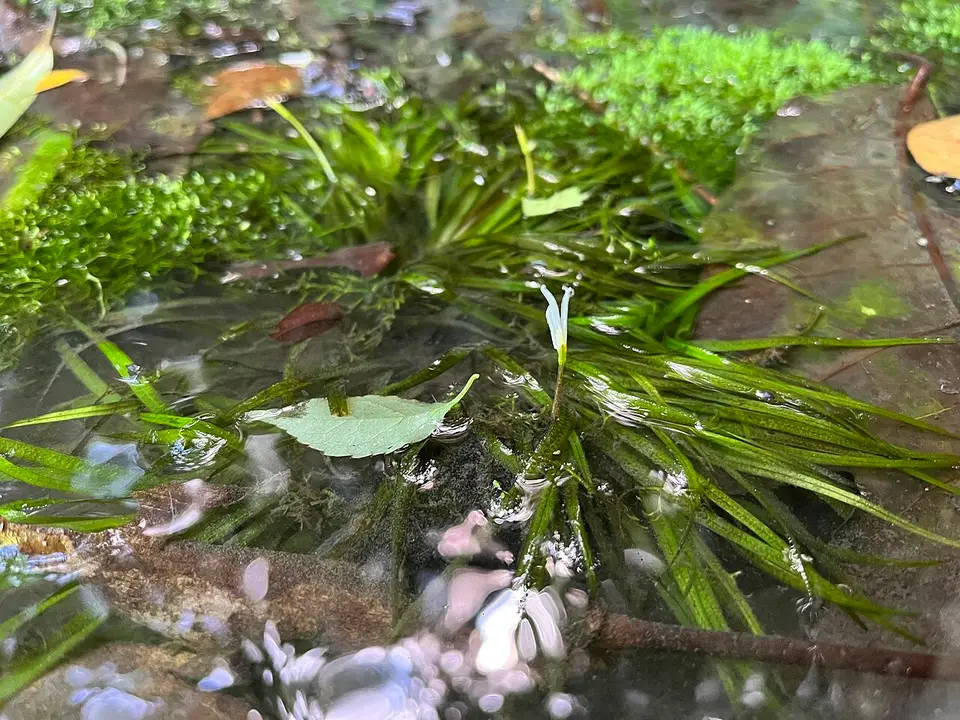 Blyxa japonica