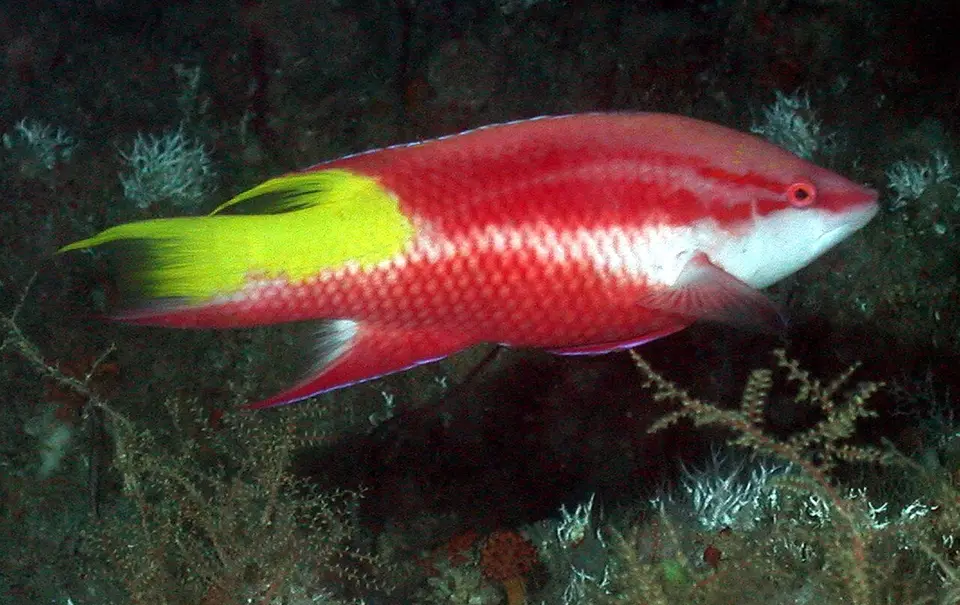 Spotfin Hogfish