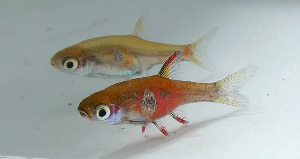 Rasbora Fantasma