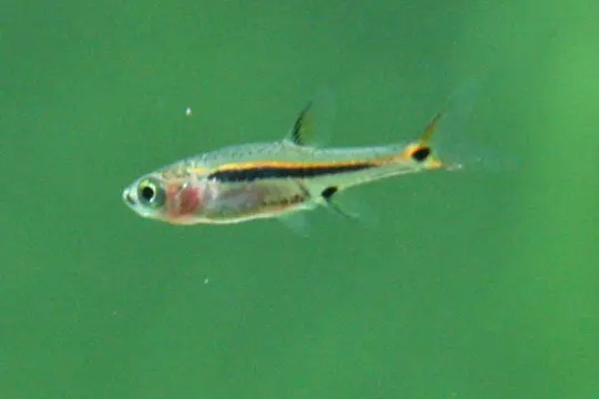 Rasbora Mosquito