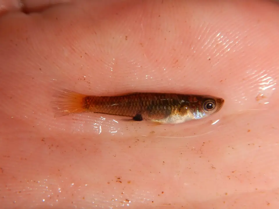 Brachyrhaphis episcopi