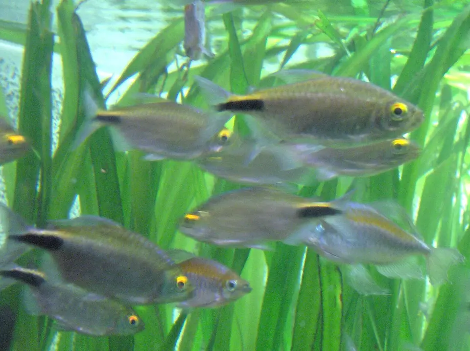 Tetra de Aleta Larga