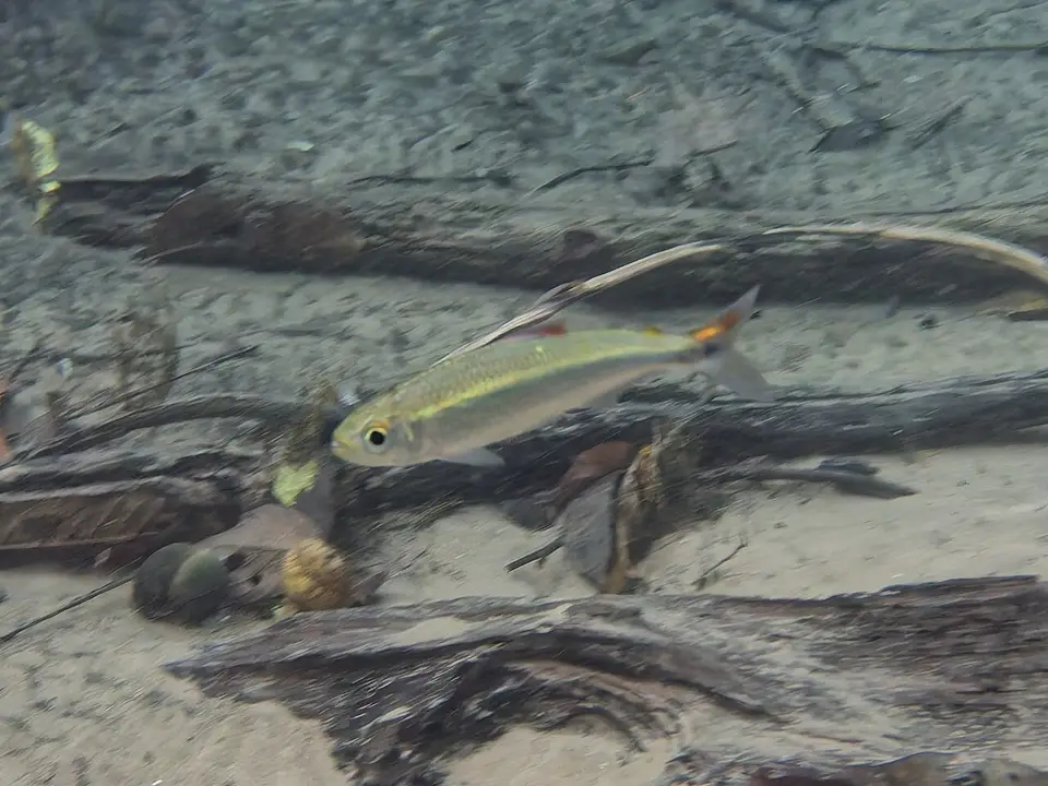 Tetra Cola Negra