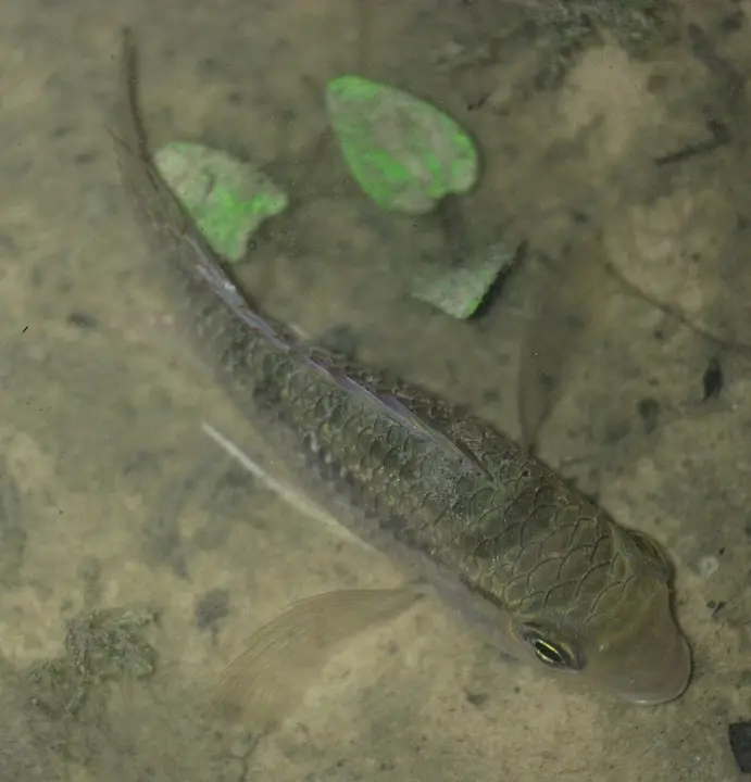 Bujurquina Vittata