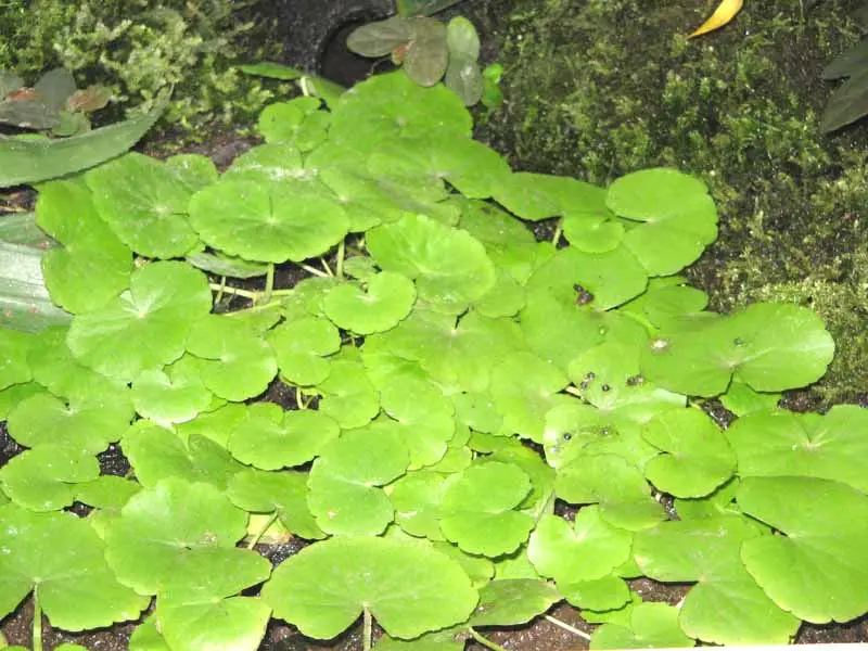 Cardamine Lyrata