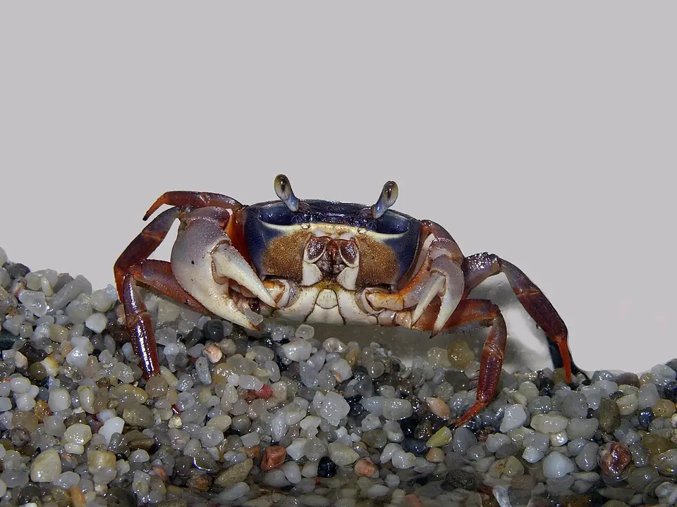 Cangrejo Arcoíris