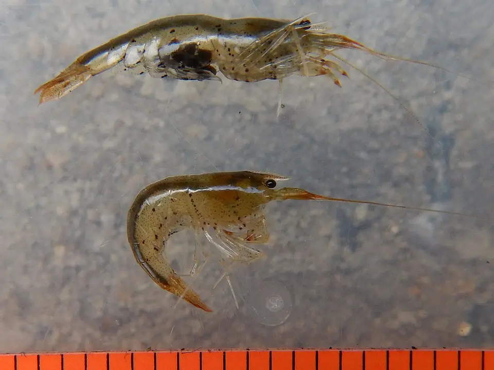 Gamba Abeja Salvaje