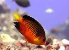 Pesce angelo di Shepard