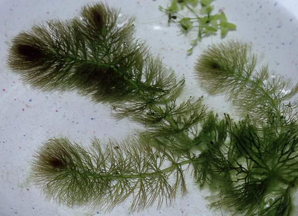 Hornwort Fino