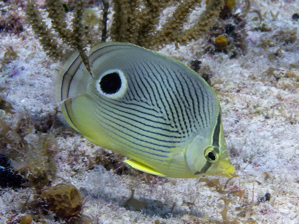 Mariposa de Cuatro Ojos