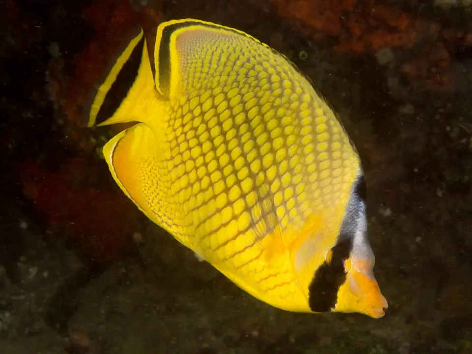 Mariposa de Raffles