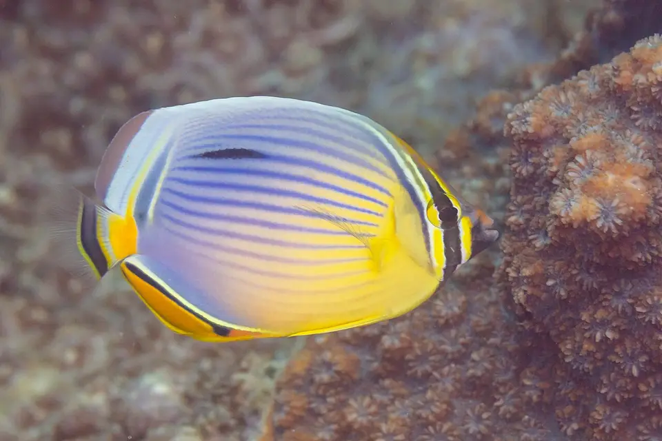 Mariposa Trifasciata