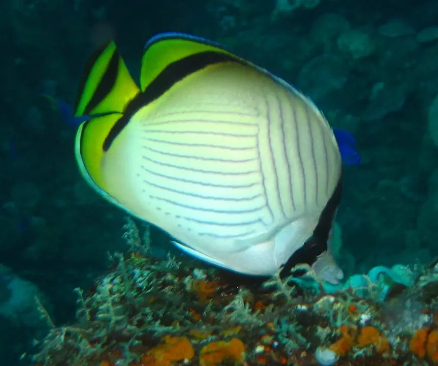 Mariposa Vagabunda