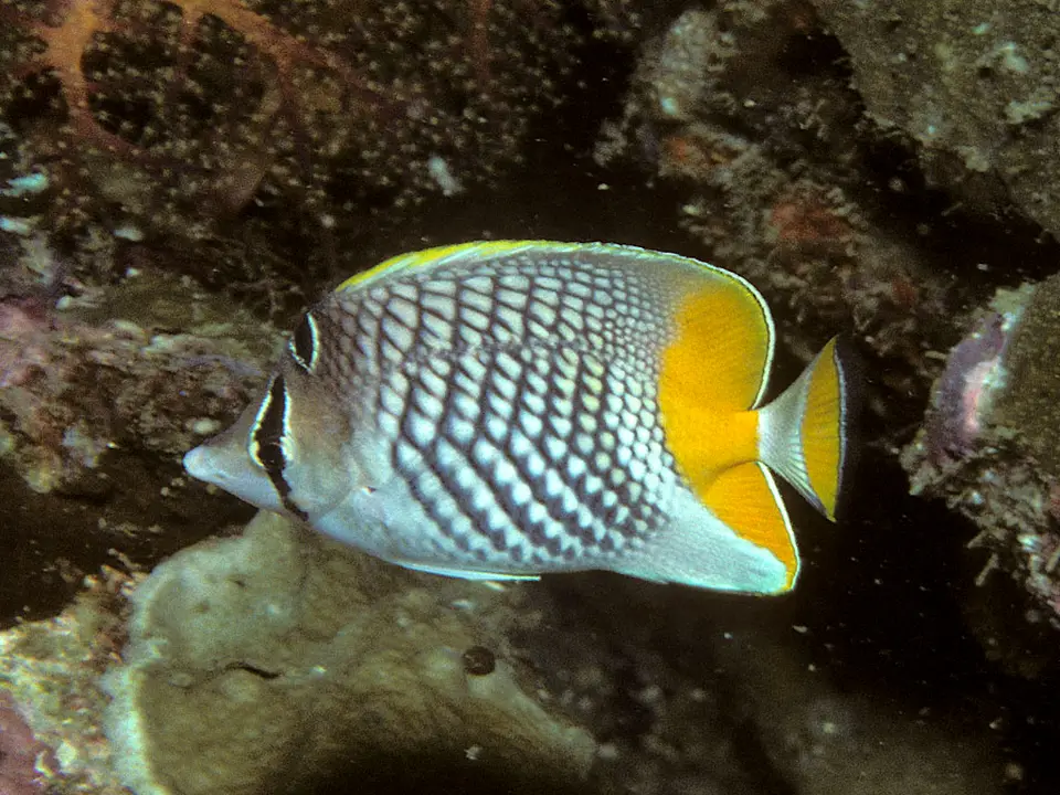 Mariposa de Perlas