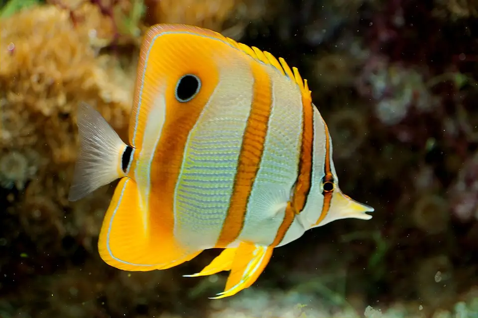 Mariposa Pinzas