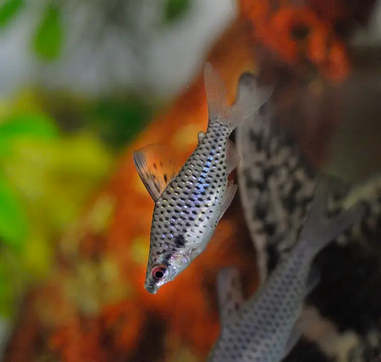 Chilodus