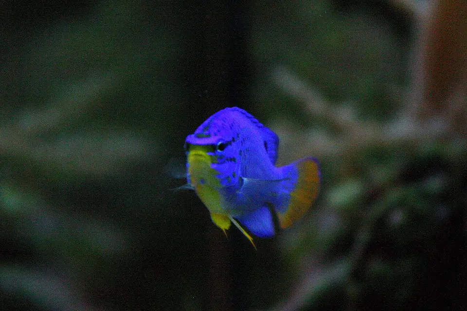 Damisela Azul