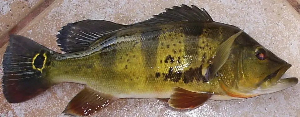 Tucunaré