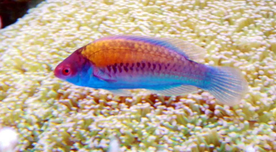 Labro Hada de Costado Azul