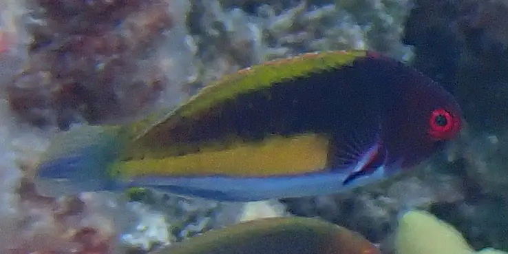 Labro Hada de Líneas Amarillas