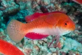 Labro Hada de Aletas Rojas