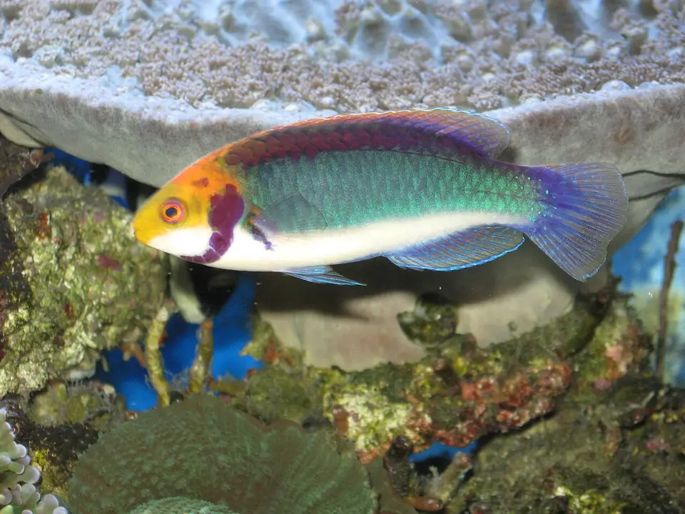 Solor Fairy Wrasse