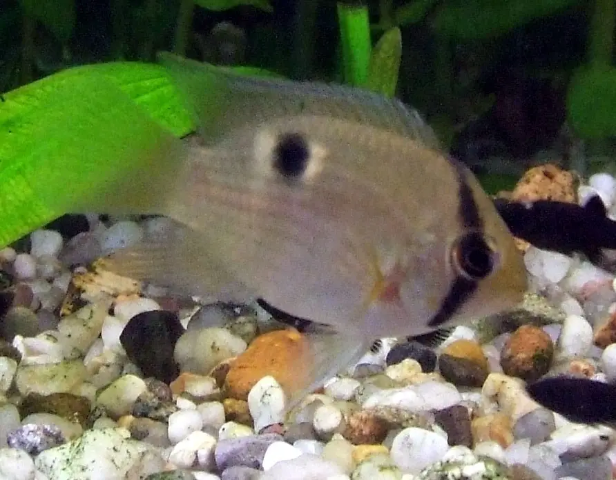 Acara Ojo de Cerradura