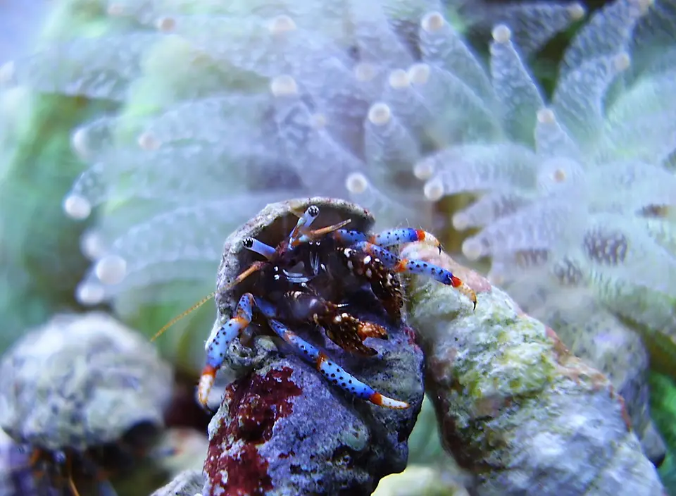 Cangrejo Ermitaño Patas Azules