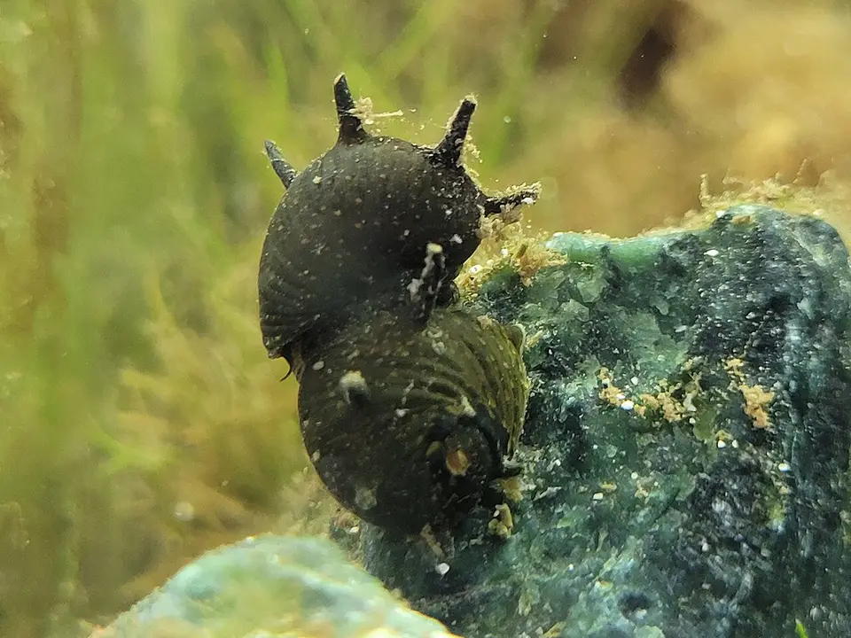 Nerita Cornuda