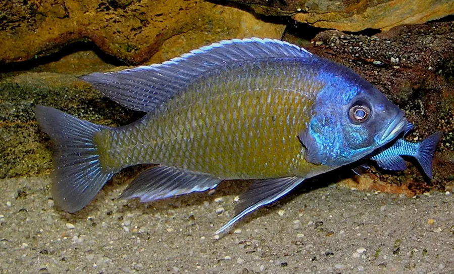 Copadichromis Borleyi