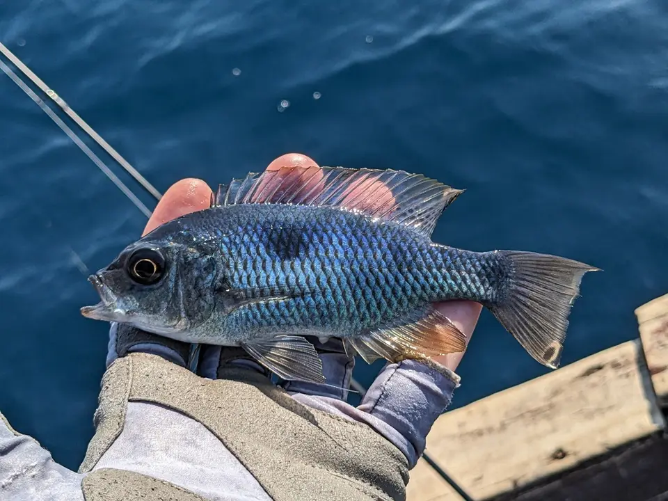 Copadichromis chrysonotus